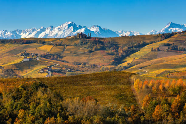 Autumnal vineyards on the hills and mountain ridge on background in Italy. stock photo