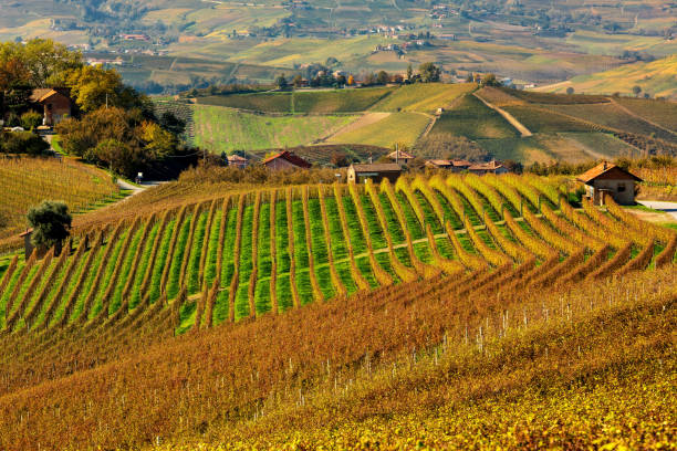 Colorful autumnal vineyards on the hills of Langhe, Northern Italy. stock photo