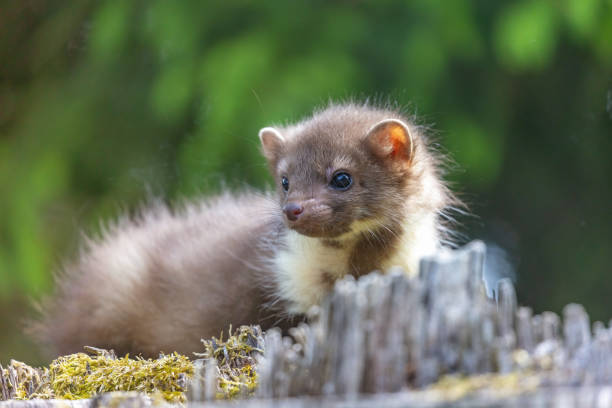 istock Closeup view of young marten. 1431884257