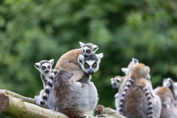 groupe du lémurien à queue annelée à l’extérieur. - maki photos et images de collection