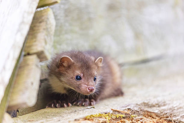 istock Marten is sitting on a wooden board. 1431884282