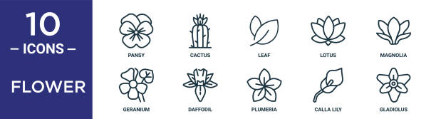 꽃 윤곽선 아이콘 세트는 얇은 선 팬시, 잎, 목련, 수선화, 칼라 백합, gladiolus, 보고서, 프리젠 테이션, 다이어그램, 웹 디자인을위한 제라늄 아이콘을 포함합니다. - gladiolus stock illustrations