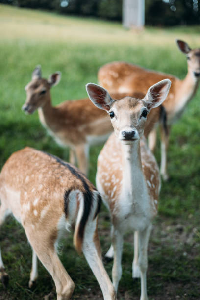 istock Fallow deer family in Germany 1431885384