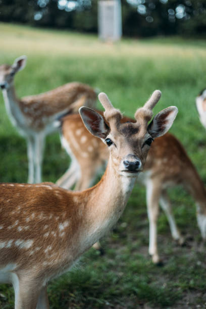 istock Fallow deer family in Germany 1431885433