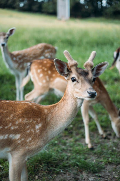 istock Fallow deer family in Germany 1431885471