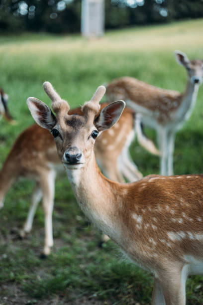 istock Fallow deer family in Germany 1431885586