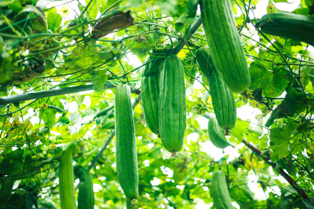 pianta di zucca di luffa - luffa prodotto per ligiene personale foto e immagini stock