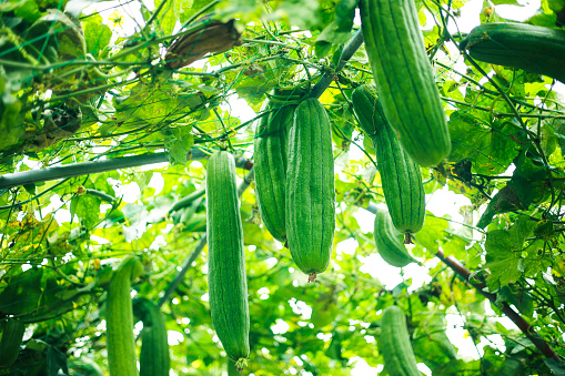 Cucumbers ripen in the sun. Cutting products from the farm.