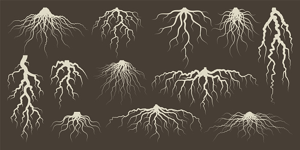 Plan Tree Roots Various Brown Tree Or Shrub Roots Parts Of Plant Root System With Tree ...