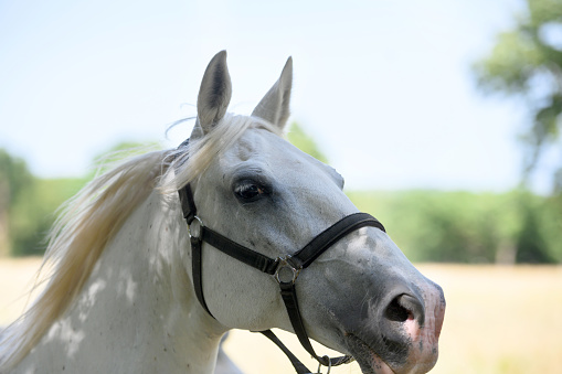 White horse's head