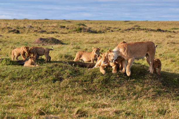 Lioness playing with her cubs stock photo