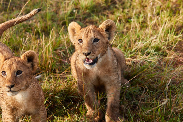 Close-up of lion cubs in Kenya stock photo