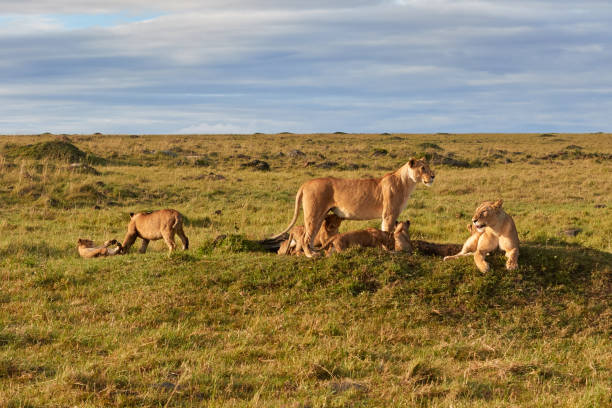 Lioness playing with her cubs stock photo