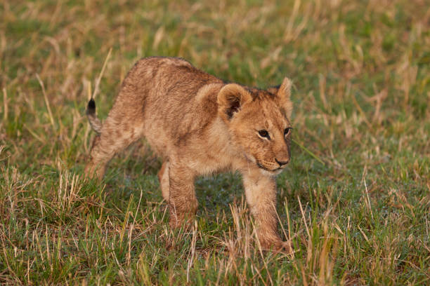 Close-up of a lion cub in Kenya stock photo