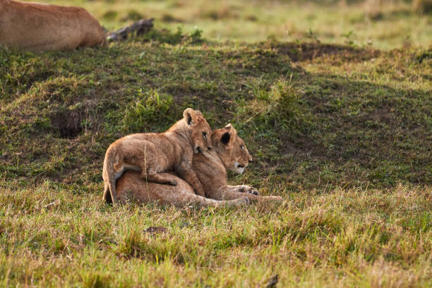Lion cubs playing together in the grass stock photo