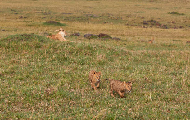 Lion cubs with lioness in the background stock photo
