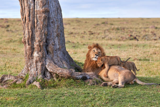 Big male lion with cubs next to a tree stock photo