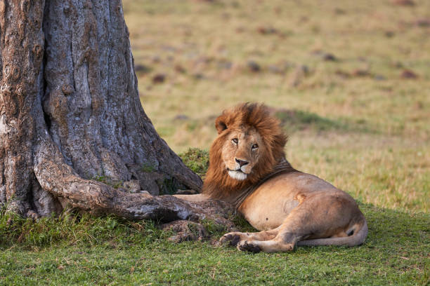 Big male lion of the topi pride stock photo