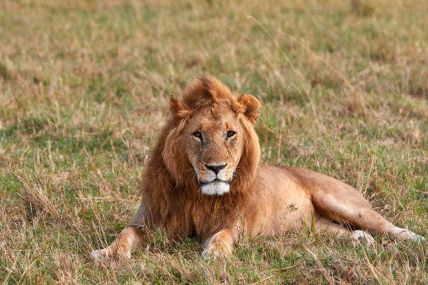 Big male lion of the topi pride stock photo