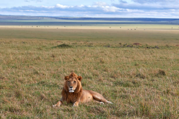 Male lion of the topi pride stock photo