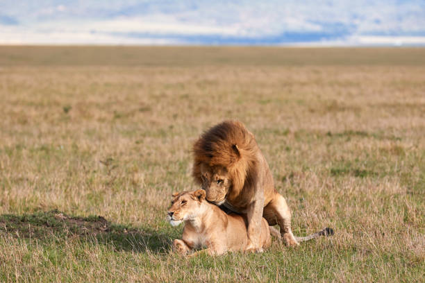 Mating lions in the Masai Mara stock photo
