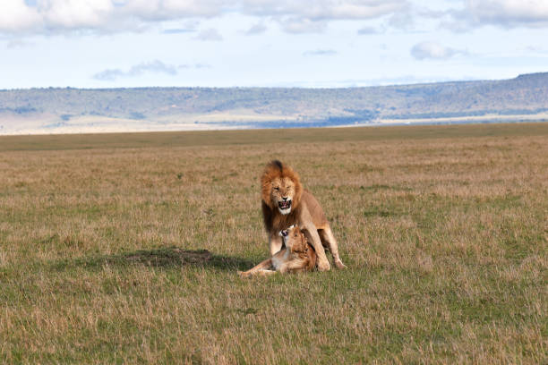 Mating lions in the Masai Mara stock photo