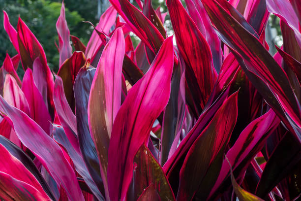 istock Cordyline leaves background 1431888836