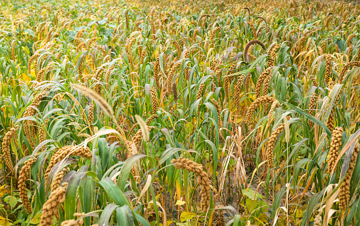 Closeup of Jowar grain (Sorghum) crop.