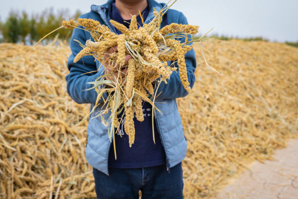 A man is holding a pile of millet