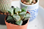 haworthia-haworthia-akanko-oder-kaktus-oder-sukkulente.jpg?b=1&s=170x170&k=20&c=9TylsmQm8gRcf5YoOT-yoxPuxEQKUpSLKl9NozBk4g8=