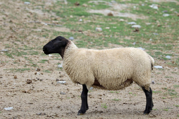 Sheep in the farm, Brazil (Selective focus)