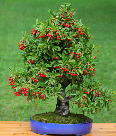 small bonsai tree with microscopic red berries inside the pot