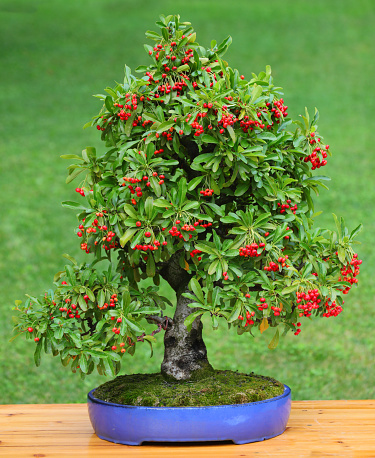 small bonsai tree with microscopic red berries inside the pot