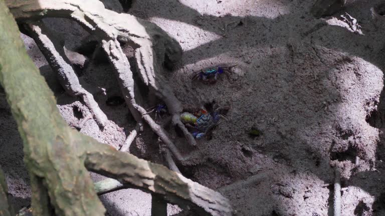 Mangrove crabs(Sesarma mederi), Crabs that live in mangrove forests walking for food at low tide.