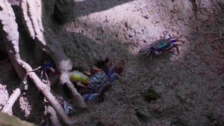 Mangrove crabs(Sesarma mederi), Crabs that live in mangrove forests walking for food at low tide.