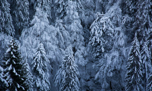istock the forests on the snow-covered mountains 1431895831
