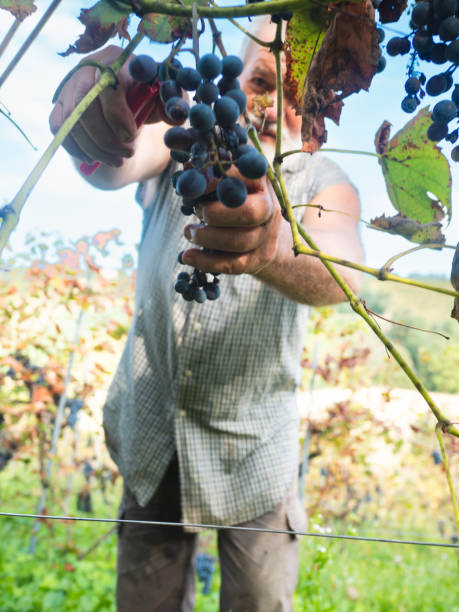 イタリア中部のワイン農園で有機ブドウを収穫する白人のシニア��農家 - senior adult caucasian farmer grape harvesting ストックフォトと画像