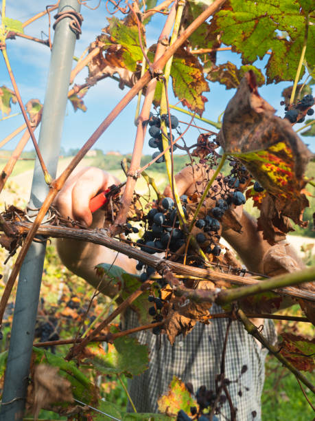 イタリア中部のワイン農園で有機ブドウを収穫する白人のシニア農家 - senior adult caucasian farmer grape harvesting ストックフォトと画像