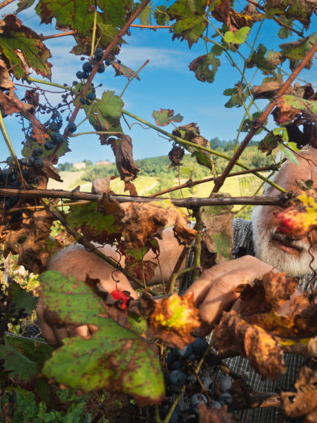 イタリア中部のワイン農園で有機ブドウを収穫する白人のシニア農家 - senior adult caucasian farmer grape harvesting ストックフォトと画像