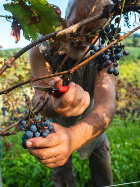 イタリア中部のワイン農園で有機ブドウを収穫する白人のシニア農家 - senior adult caucasian farmer grape harvesting ストックフォトと画像