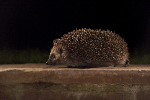 European Hedgehog At Night\n\nPlease view my portfolio for other wildlife photos.