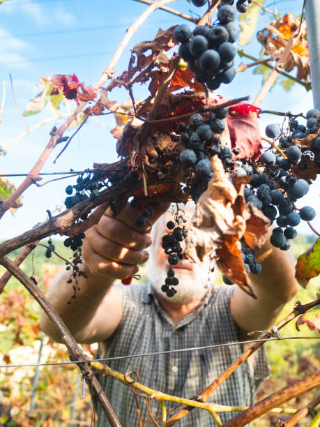 イタリア中部のワイン農園で有機ブドウを収穫する白人のシニア農家 - senior adult caucasian farmer grape harvesting ストックフォトと画像