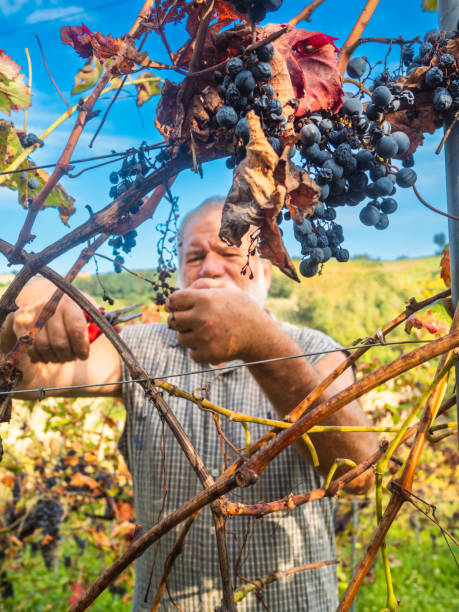 イタリア中部のワイン農園で有機ブドウを収穫する白人のシニア農家 - senior adult caucasian farmer grape harvesting ストックフォトと画像