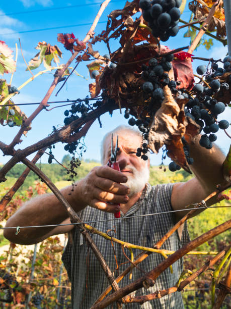 イタリア中部のワイン農園で有機ブドウを収穫する白人のシニア農家 - senior adult caucasian farmer grape harvesting ストックフォトと画像