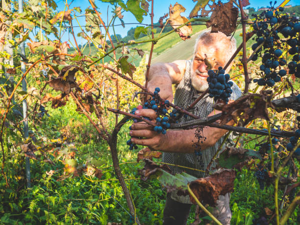 イタリア中部のワイン農園で有機ブドウを収穫する白人のシニア農家 - senior adult caucasian farmer grape harvesting ストックフォトと画像