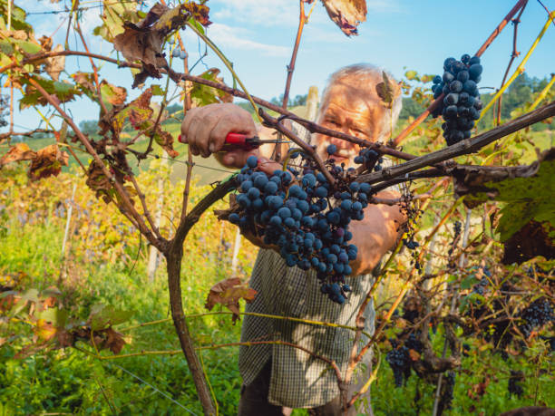 イタリア中部のワイン農園で有機ブドウを収穫する白人のシニア農家 - senior adult caucasian farmer grape harvesting ストックフォトと画像