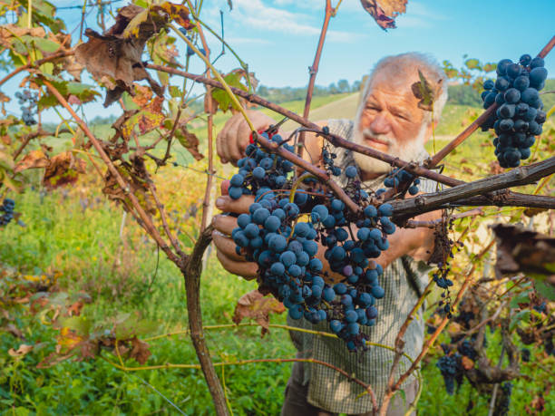 イタリア中部のワイン農園で有機ブドウを収穫する白人のシニア農家 - senior adult caucasian farmer grape harvesting ストックフォトと画像