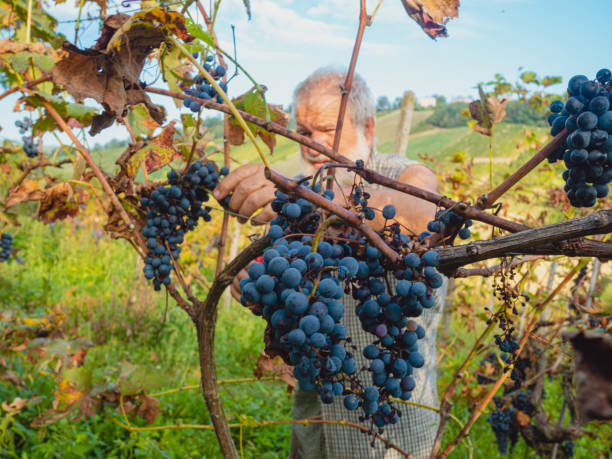 イタリア中部のワイン農園で有機ブドウを収穫する白人のシニア農家 - senior adult caucasian farmer grape harvesting ストックフォトと画像