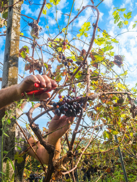 イタリア中部のワイン農園で有機ブドウを収穫する白人のシニア農家 - senior adult caucasian farmer grape harvesting ストックフォトと画像