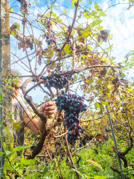 イタリア中部のワイン農園で有機ブドウを収穫する白人のシニア農家 - senior adult caucasian farmer grape harvesting ストックフォトと画像